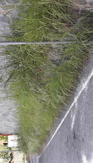 «Foreste in Via Ponte Strada»