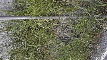 «Foreste in Via Ponte Strada»