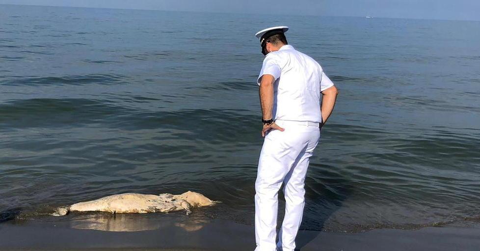 Carcassa di delfino spiaggiata