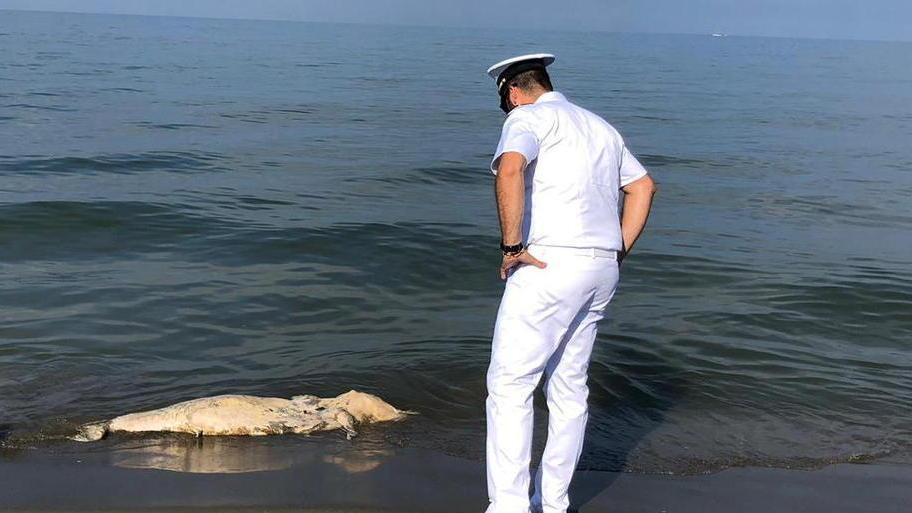 Carcassa di delfino spiaggiata