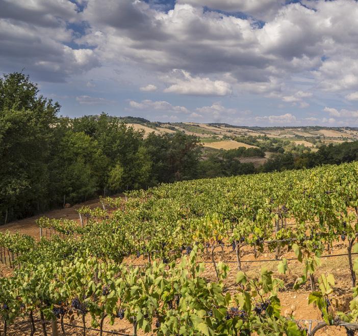 Il vino? Oggi è un Prodotto ma deve diventare il Sistema 