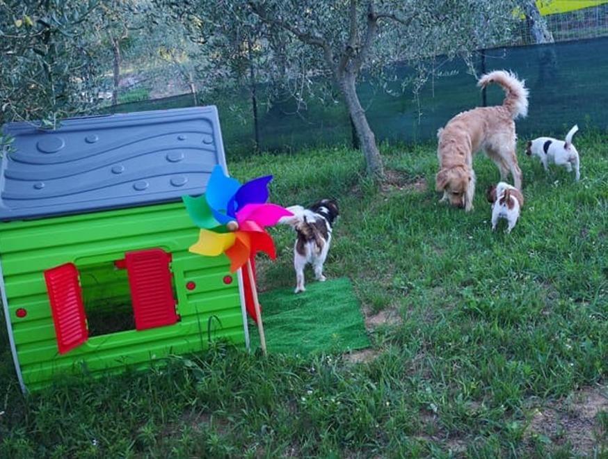 Dalle piscine ai giocattoli Ecco il parco per i cani 