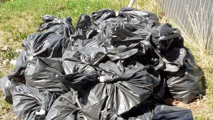 Via le carcasse dei pesci morti dopo le forti piogge ad Arezzo
