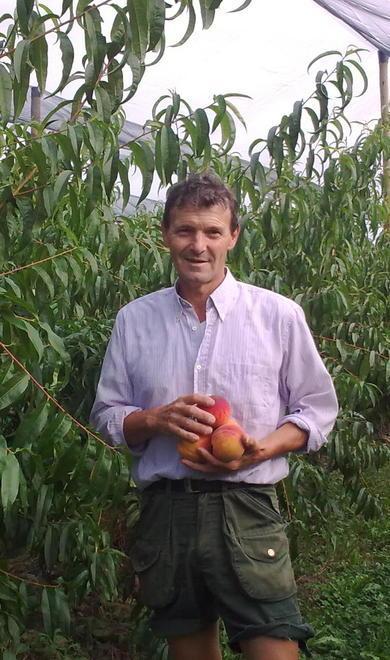 Pesche e albicocche annata difficilissima Ma la qualità tutela da grandine e insetti 