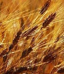Grano duro per la pasta Una filiera cerealicola per migliorare la qualità