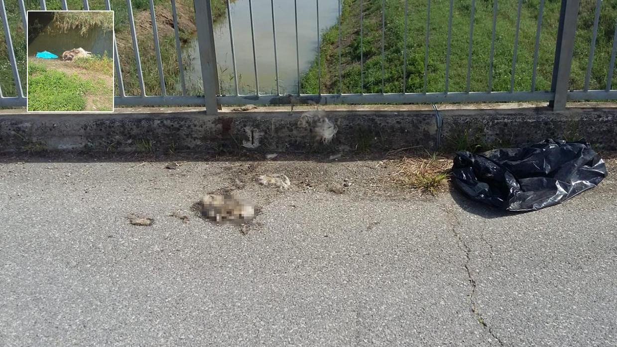 Cane avvolto in un sacco e gettato dal ponte: trovato morto nel canale