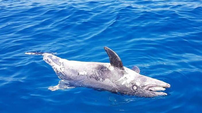 Viareggio, altri 2 delfini morti Si tratta ancora di tursiopi