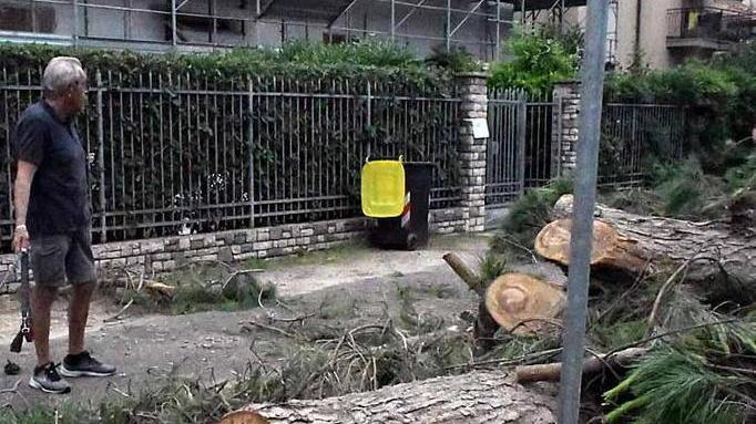 L’ipotesi: i pini abbattuti in vista del Water Front
