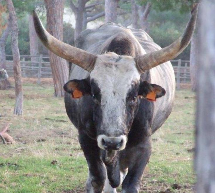 Scoprire la Maremma più vera e genuina alla Tenuta di Alberese