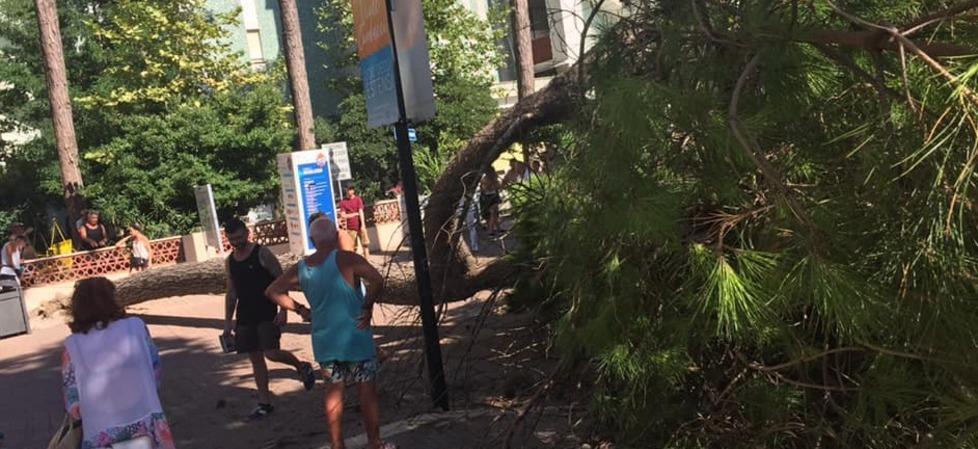 Il pino caduto in viale Carducci a Lido Estensi