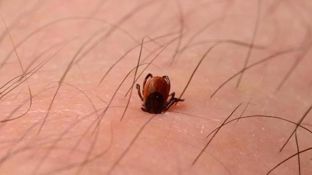 Modena, pericolo zecche: casi di malattie da puntura in aumento. Come difendersi