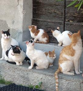 Colonie feline cancellate dal Comune: ora il caso arriva anche in Parlamento 
