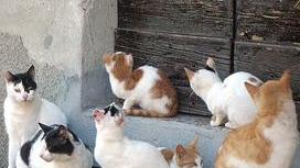 Colonie feline cancellate dal Comune: ora il caso arriva anche in Parlamento