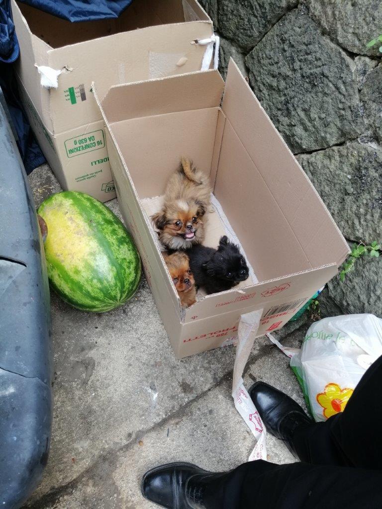 I cuccioli oggetto dell'operazione delle forze dell'ordine
