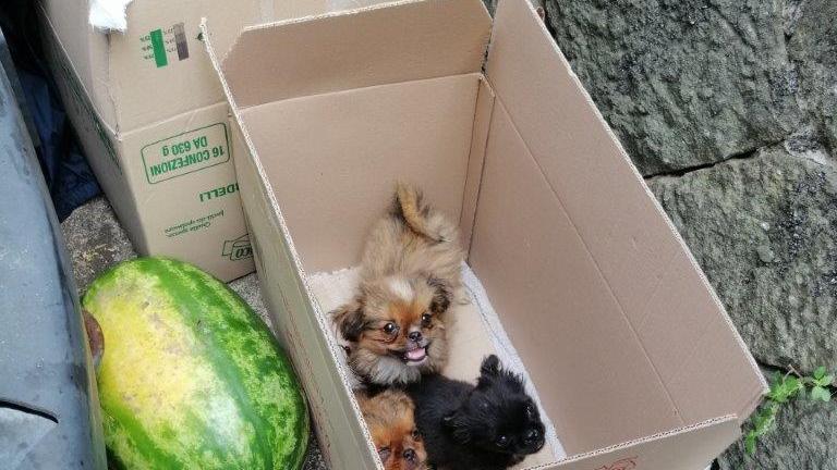 I cuccioli oggetto dell'operazione delle forze dell'ordine