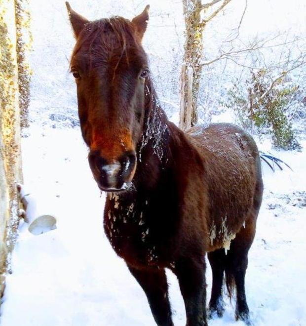 «Il mio cavallo è sparito Temo sia stato rubato»