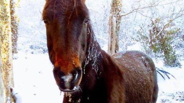 «Il mio cavallo è sparito Temo sia stato rubato»