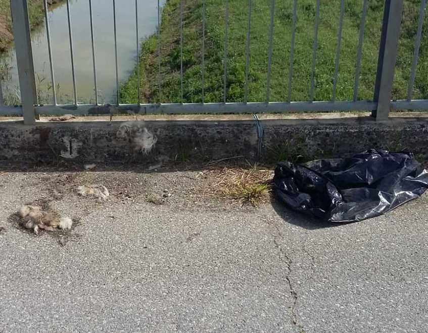 Avvolto in un sacco e gettato dal ponte: cane trovato morto nel canale Usciana 