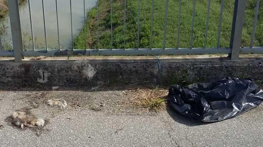 Avvolto in un sacco e gettato dal ponte: cane trovato morto nel canale Usciana