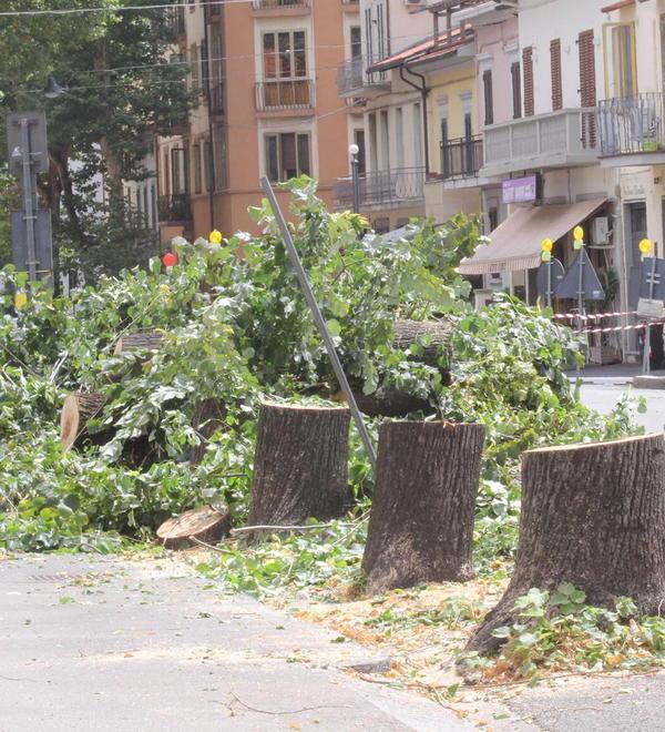 Abbattute tredici piante malate