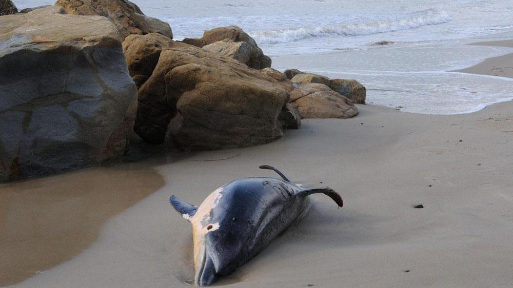 Delfini uccisi da morbillivirus e pure dal Ddt presente in mare
