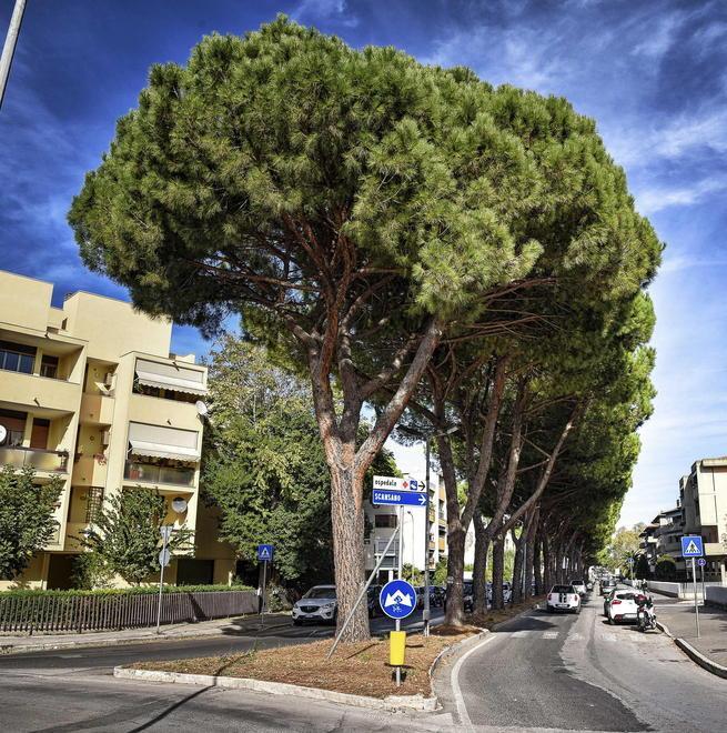 Pini di via Mascagni Serra e Pieraccini (Lega) «Taglio necessario» 