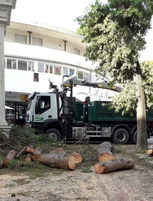 Pino caduto e sicurezza La Cna: «Viale Carducci non può più aspettare»