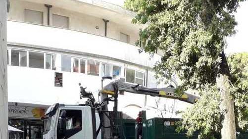 Pino caduto e sicurezza La Cna: «Viale Carducci non può più aspettare»