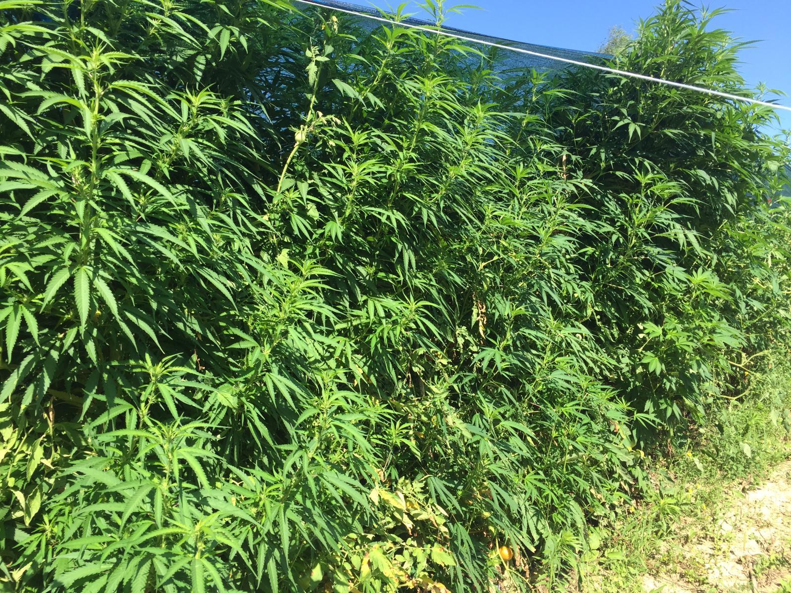 Le piante di cannabis scoperte dai carabinieri e dalla polizia locale