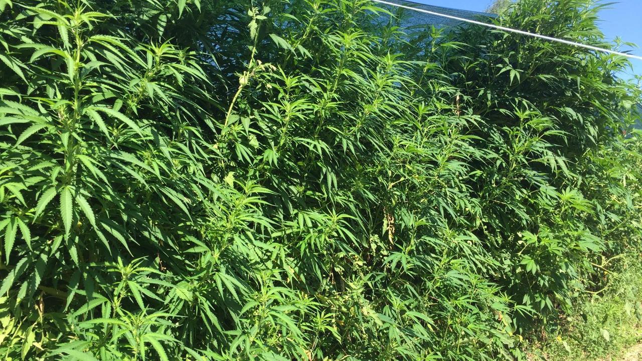 Le piante di cannabis scoperte dai carabinieri e dalla polizia locale