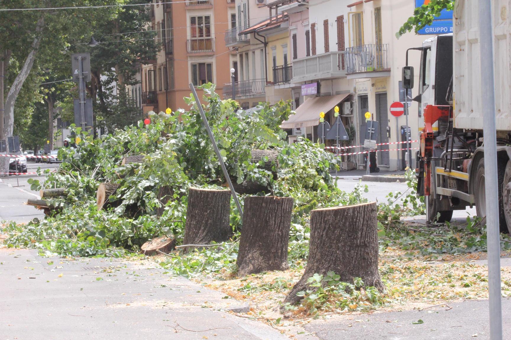 Gli alberi tagliati nel viale Montegrappa (foto Batavia)