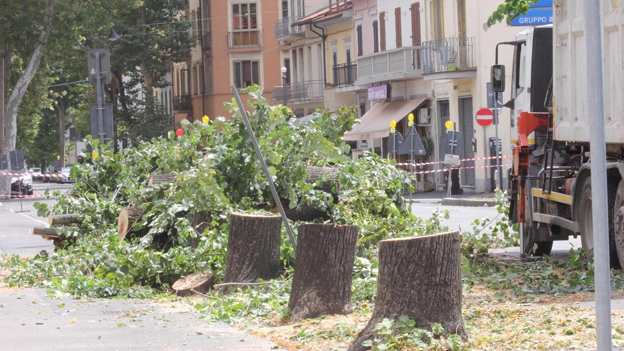 Gli alberi tagliati nel viale Montegrappa (foto Batavia)