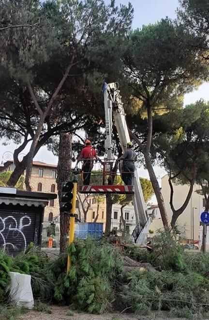 Blitz con la polizia per abbattere i pini Malore e ricovero per un residente 