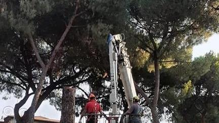 Blitz con la polizia per abbattere i pini Malore e ricovero per un residente