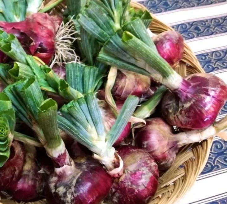 La cipolla rossa del convento conquista palati e mercati 