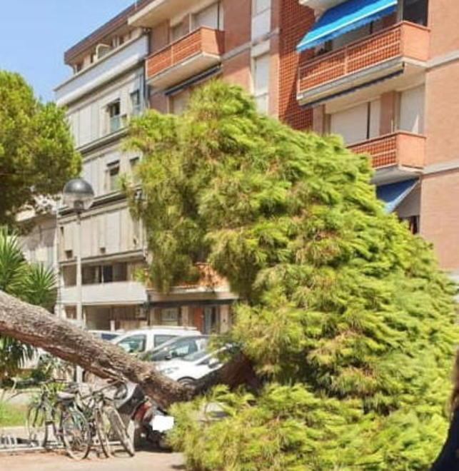 Grosso pino crolla davanti alla chiesa 