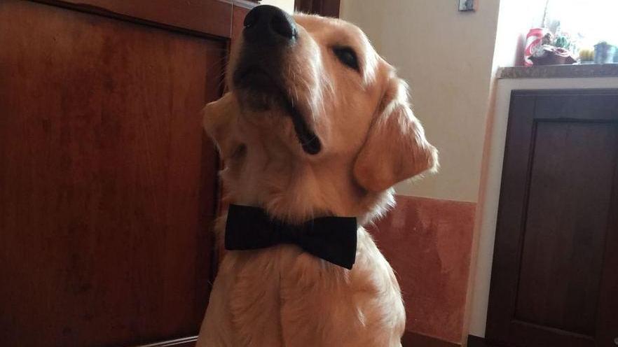 Pablo, il cane diventato “bagnino” al Forte salva un bimbo tedesco a Marina di Vecchiano