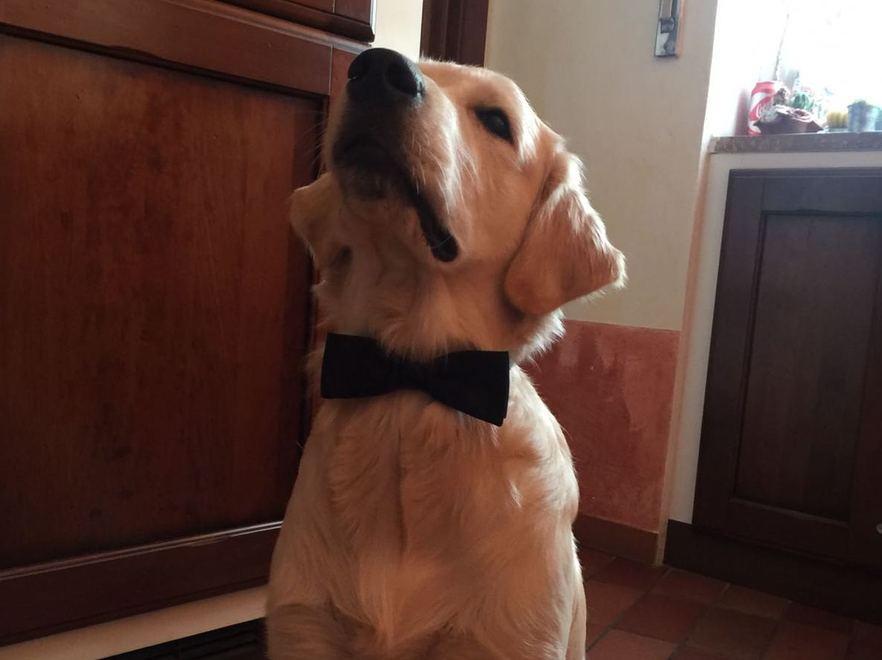 Pablo, il cane-bagnino livornese con il papillon salva un bimbo tedesco a Marina di Vecchiano