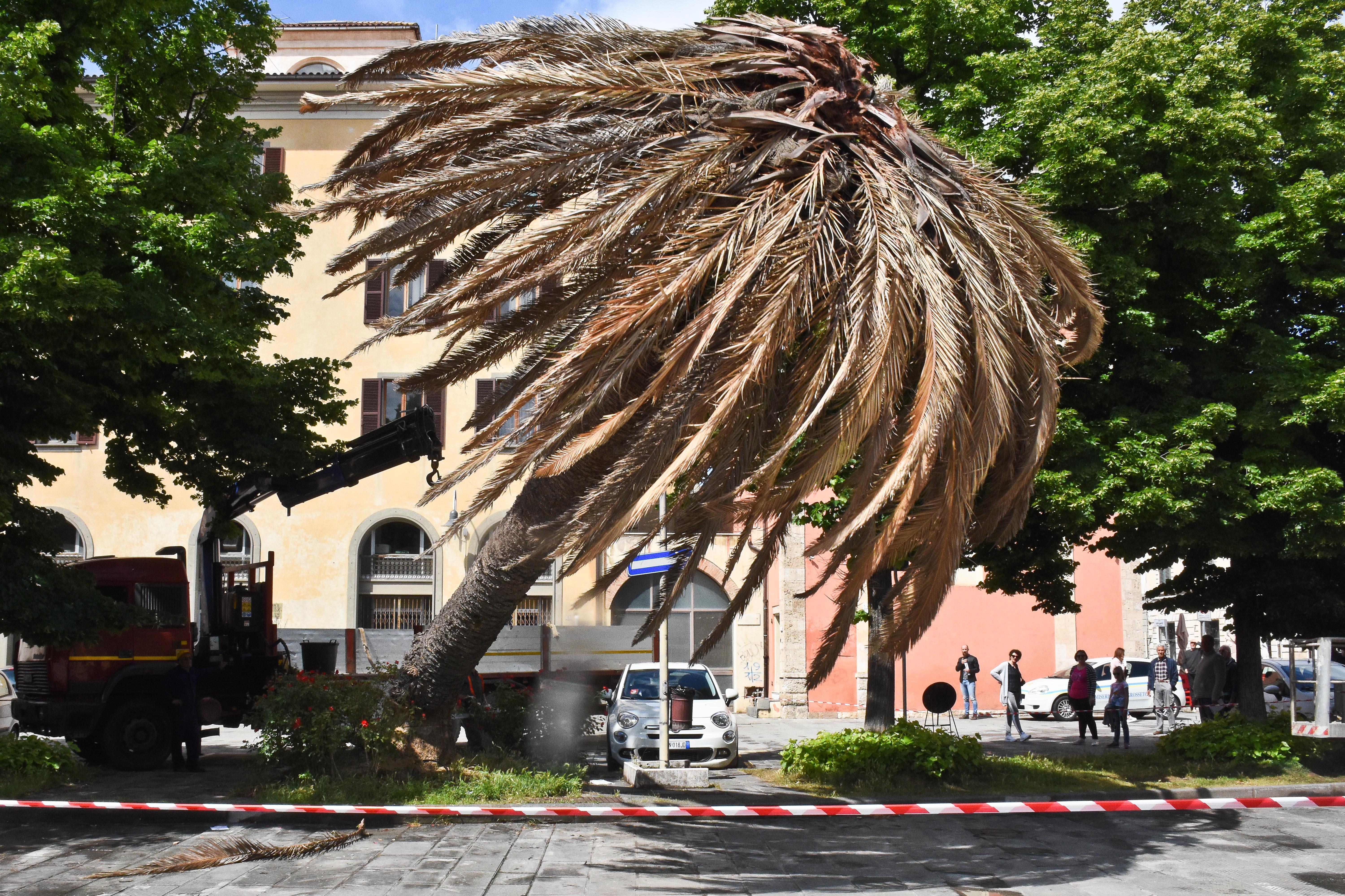 La palma abbattuta a maggio scorso (foto Bf)