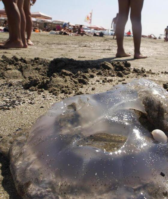 Corsa all'ospedale per la puntura di una medusa