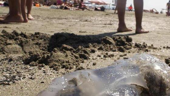 Corsa all'ospedale per la puntura di una medusa