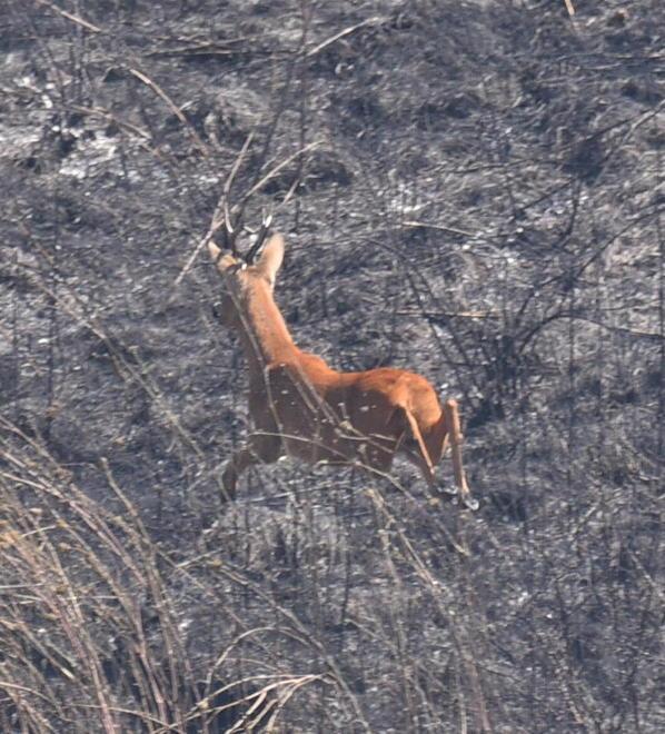 Lambite le abitazioni Distrutti sei ettari