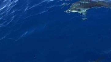 I delfini guidano “Manu” verso Montecristo nell’acqua color cobalto e una costa da tutelare