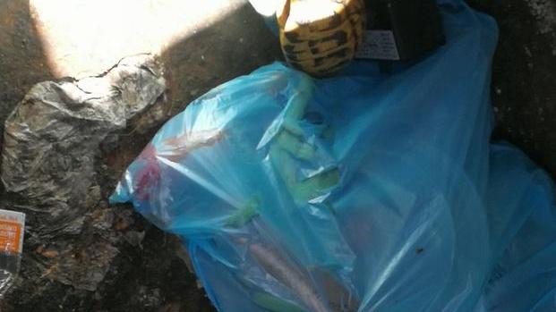 Nel cassonetto trova gusci di tartaruga
