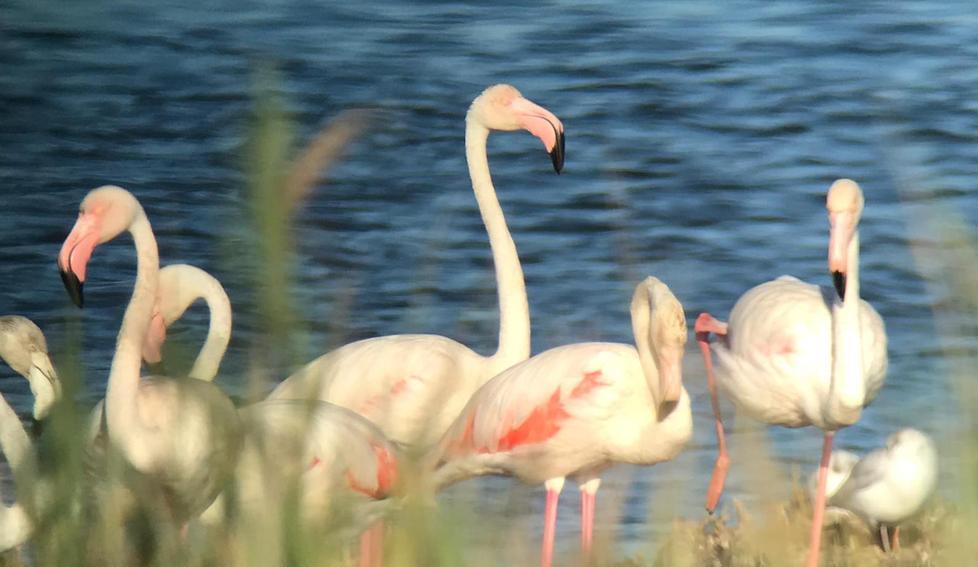 Tre chiazze rosa tra Burano, Laguna e Diaccia Botrona: bentornati fenicotteri 