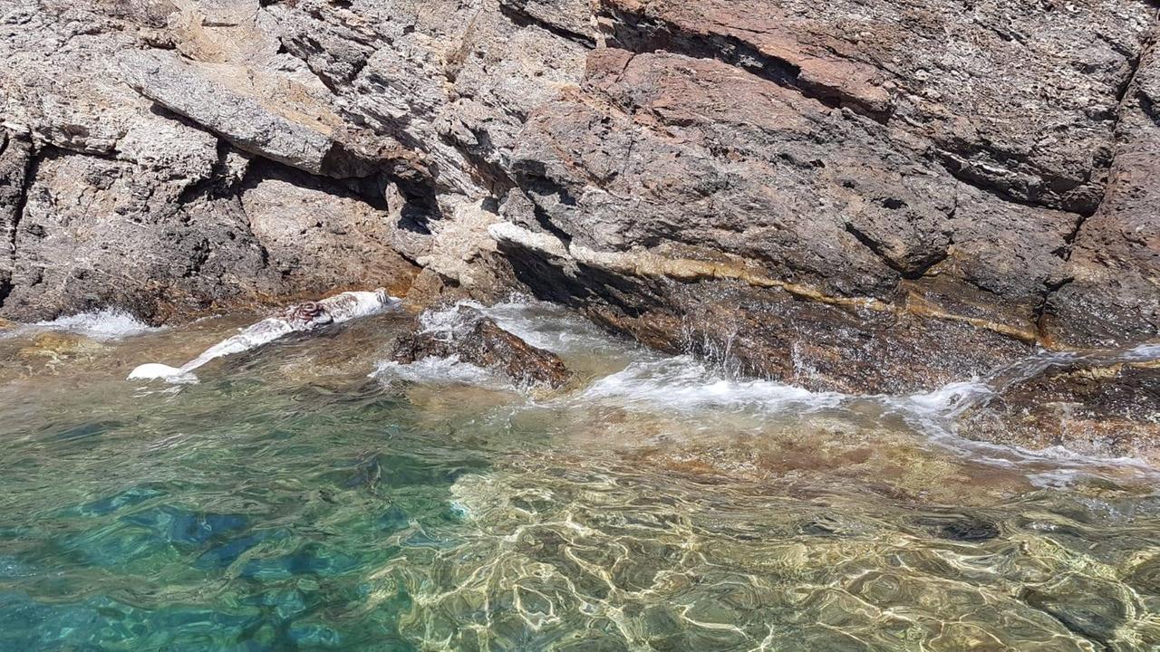 La carcassa di un delfino (foto archivio)