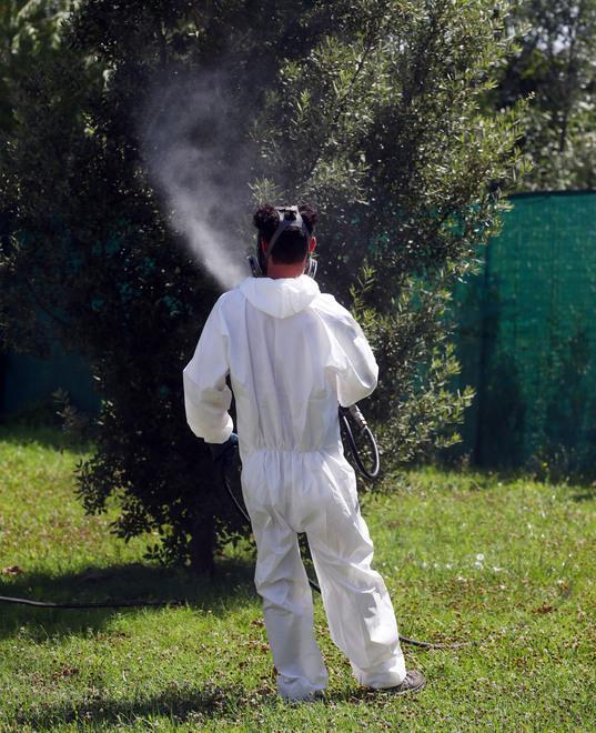 Zanzare sotto osservazione. West Nile, solo un pool positivo 