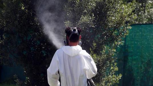 Zanzare sotto osservazione. West Nile, solo un pool positivo