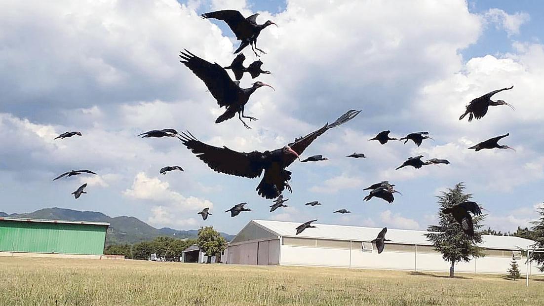 Il viaggio in Toscana degli Ibis - video