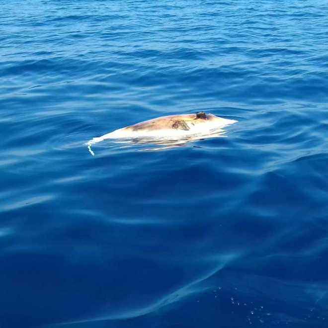Carcassa di delfino trovata a Boccadarno